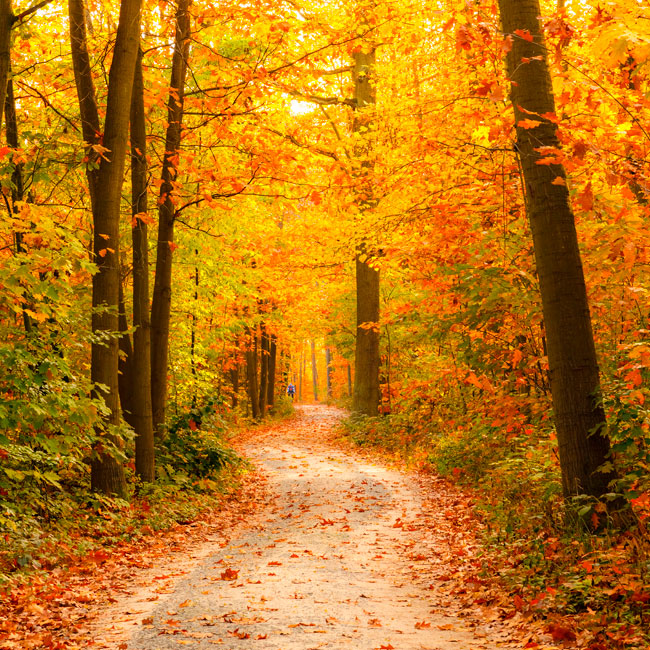 Fotomurales vinilos bosque en otoño